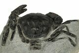 Eocene Fossil Crab (Pulalius) - Washington State #345520-2